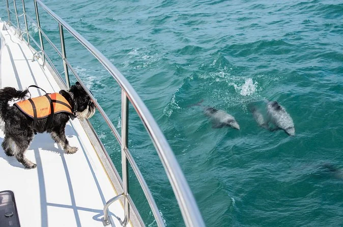A dog in a life jacket on the bow of a catamaran watching two dolphins in the water