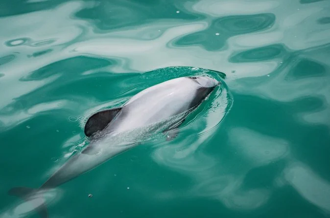 A Hector's dolphin surfacing in green water beside a cruise boat on Akaroa Harbour