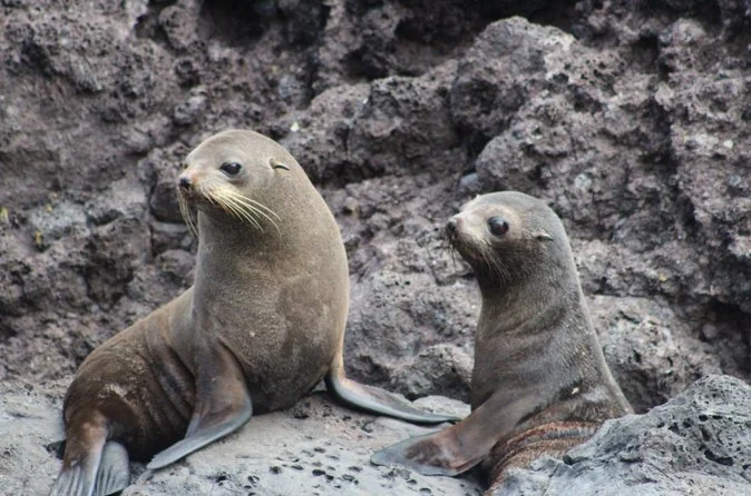 Two New Zealand fur seals resting on dark volcanic rocks