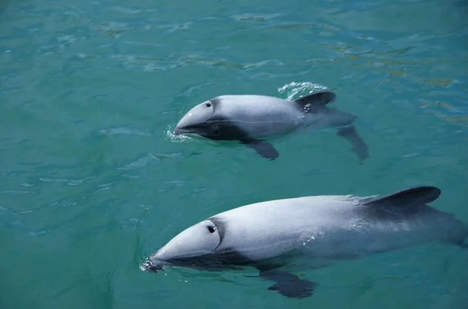 Two Hector's dolphins swimming close to the surface in green water