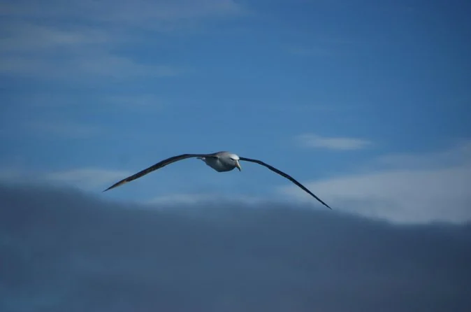 An albatross gliding low over dark blue sea